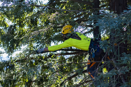 Expert Tree Trimming in Bay Area