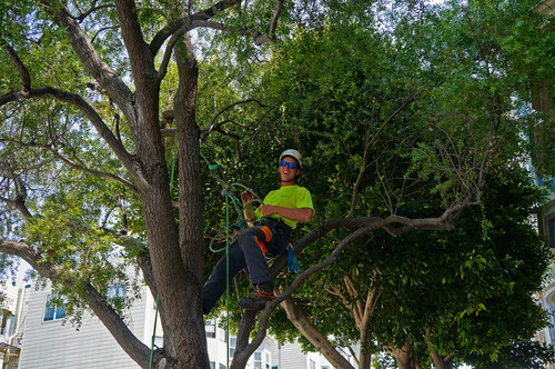 Professional Tree Pruning in San Francisco