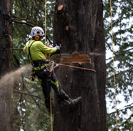 Professional Tree Cutting Services