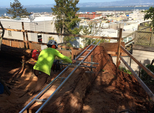 Urban Tree Milling in San Francisco