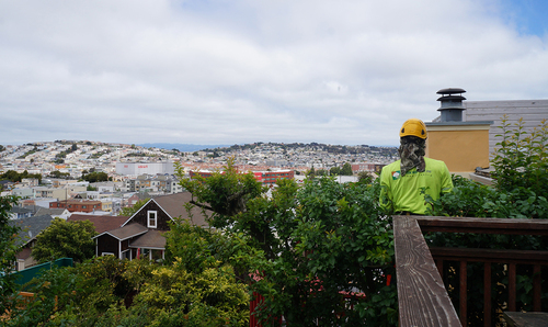 Urban Tree Care in San Francisco