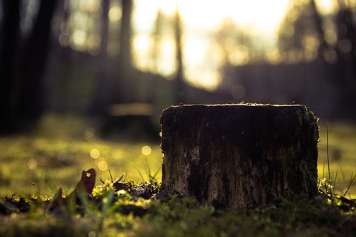 Serene Tree Stump in San Francisco