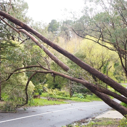 Fallen Tree in San Francisco Park