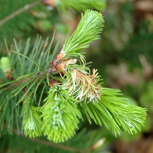 A Full Guide to Sudden Oak Death - Arborist Now