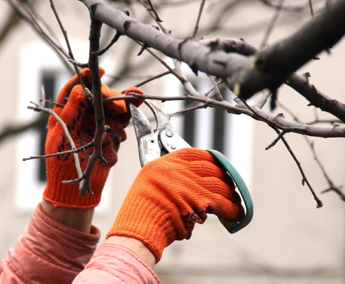 Winter Tree Pruning: Dormant Season Branch Trimming