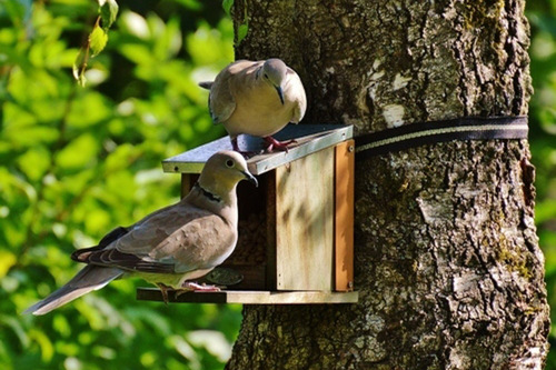 Wildlife-Friendly Tree Services in SF