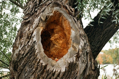 Tree Hollow Inspection Services - Arborist Now