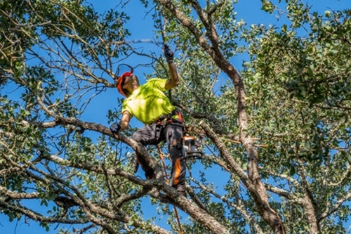 Expert Tree Pruning in the Bay Area