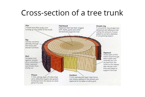 What Can Tree Rings and Black Lines Tell Us? - Woodland Trust