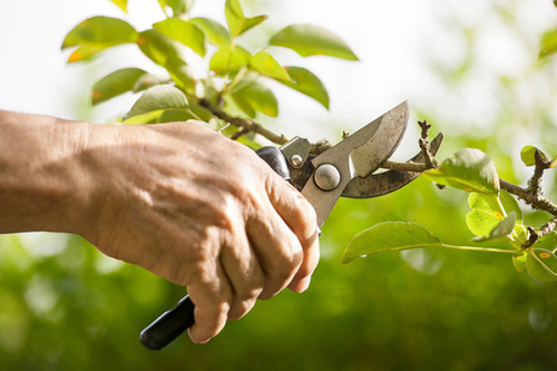 Expert Pruning in San Francisco