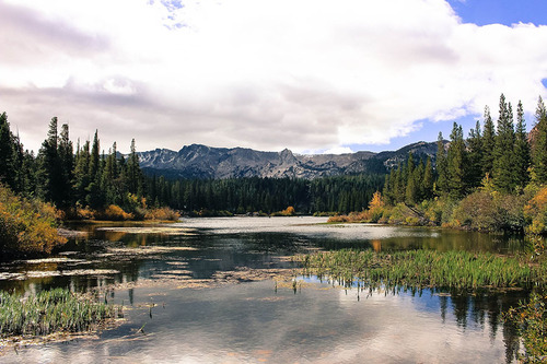 Mountain Lake & Forest Scenery