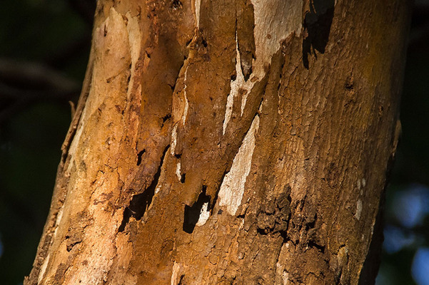 Tree - Bark, Structure, Protection