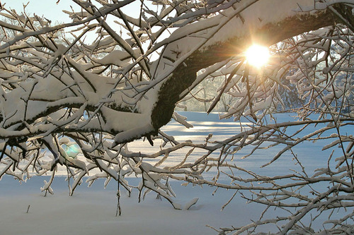 Winter Tree in Snowy Landscape