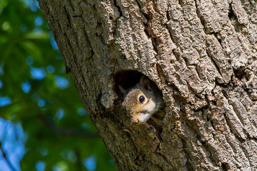 Squirrel in Tree Habitat