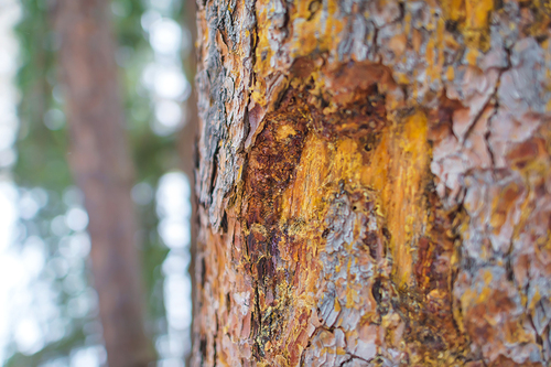 Tree Bark Health Inspection