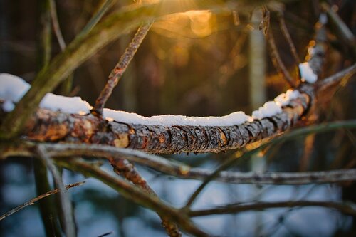 Winter Tree Care in the Bay Area