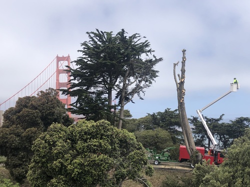 San Francisco Tree Pruning by Golden Gate Bridge