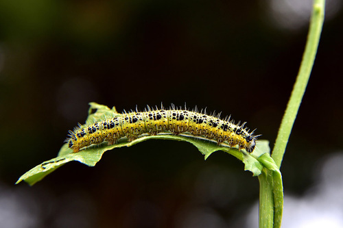 Caterpillar Infestation on Leaves