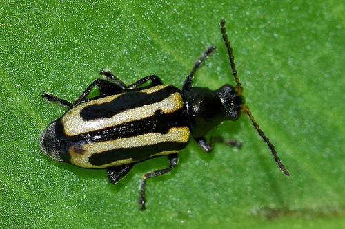 Striped Beetle on Green Leaf