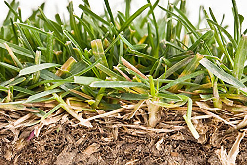 Closeup of Healthy Green Grass Blades in Mulch