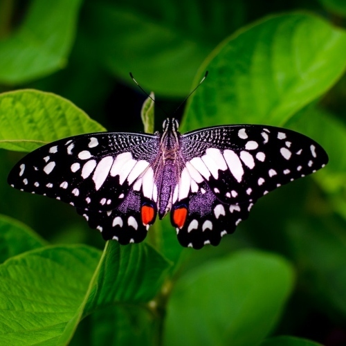 Closeup of Colorful Spotted Butterfly on Leaf