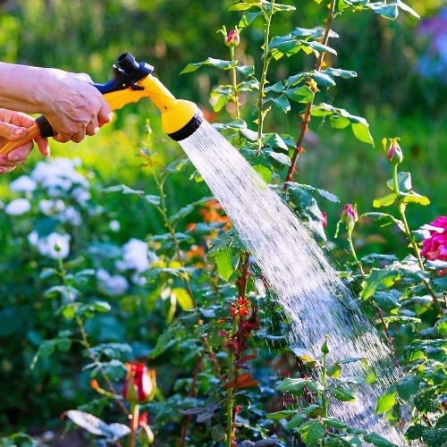 Watering Roses - Arborist Now 