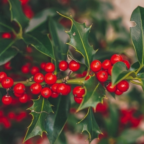 Holly Berries on Branch | Christmas Tree Decoration