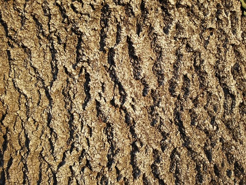 Bark Texture of Tree Trunk Close-up