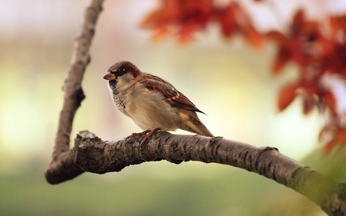 Urban Sparrow on Autumn Branch - Arborist Now