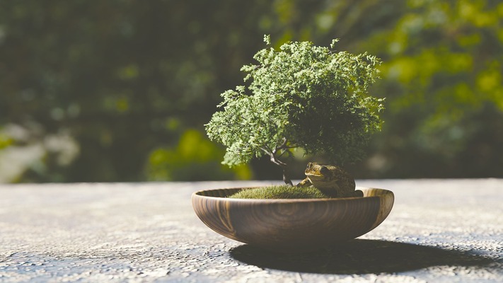 3 Essential Bonsai Tools Every Beginner Should Have