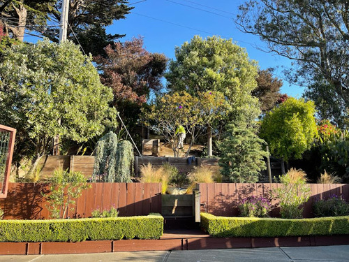 Diverse Bay Area Garden Trees