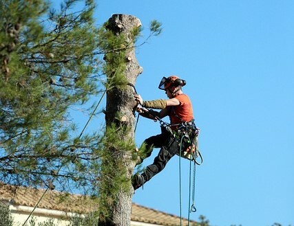 Tree Climbing Arborist Trimming Palm Tree Fronds