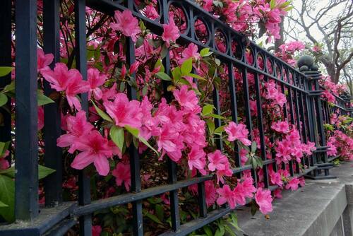 iron fence with flowers