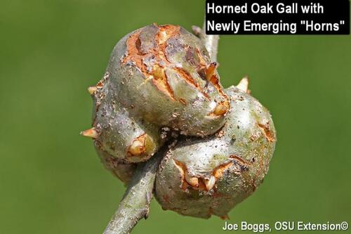 Emerging Horned Oak Gall