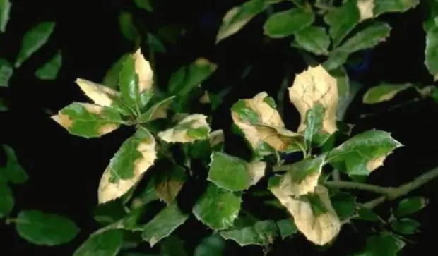 Variegated Oak Leaves