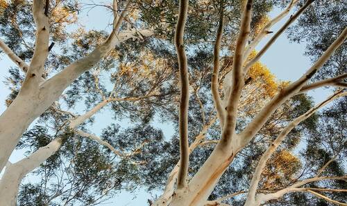 eucalyptus trees