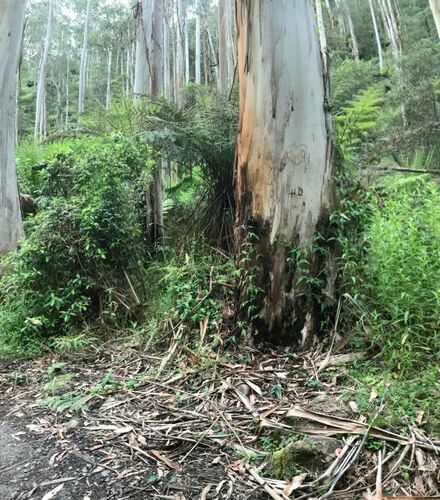 eucalyptus bark