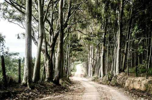 tree-lined path