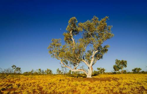 desert eucalyptus