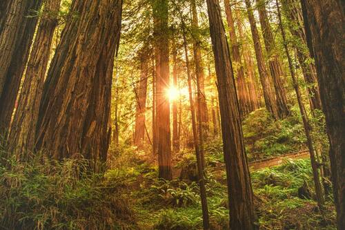 redwoods at sunset