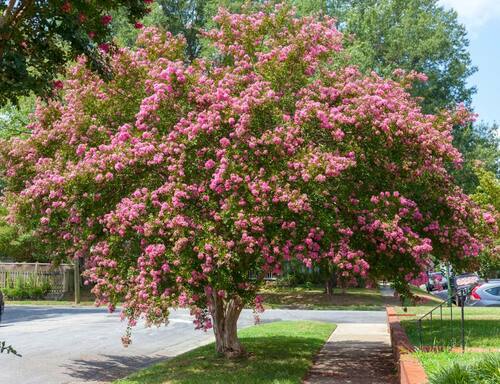 crepe myrtle