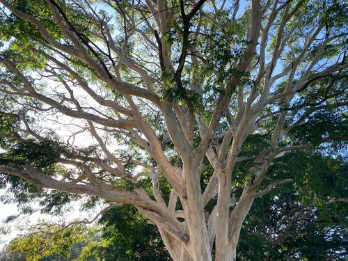 leopard tree