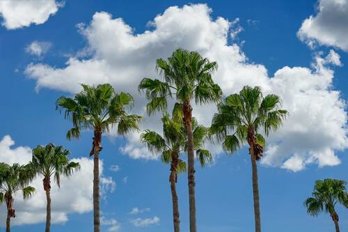 mexican fan palm