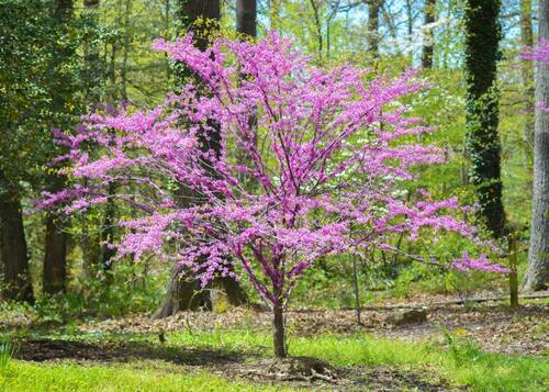 Vibrant Eastern Redbud in Bloom