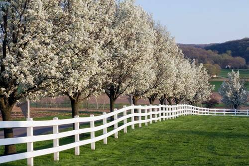 dogwood trees