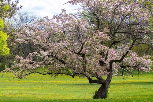 crabapple tree