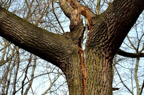 damaged tree