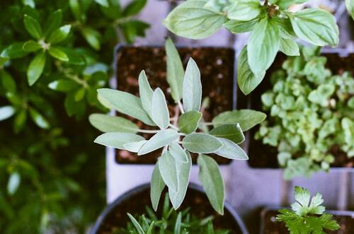 herb seedling