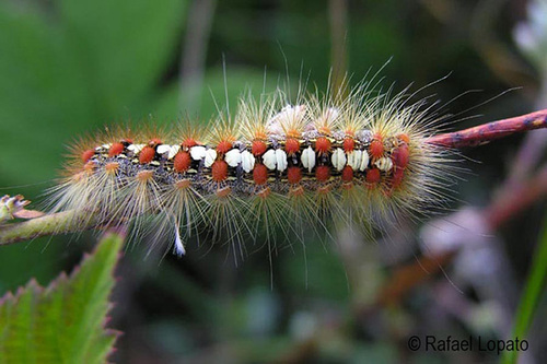 satin moth caterpillar