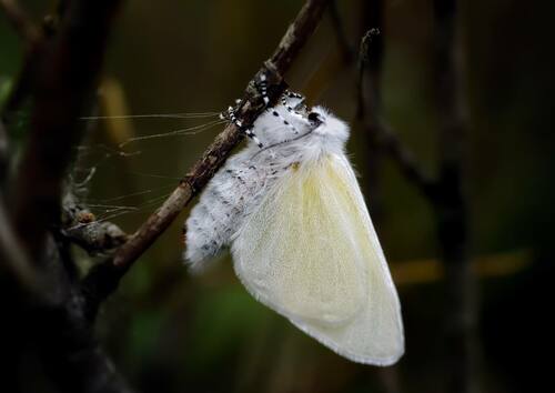 white satin moth